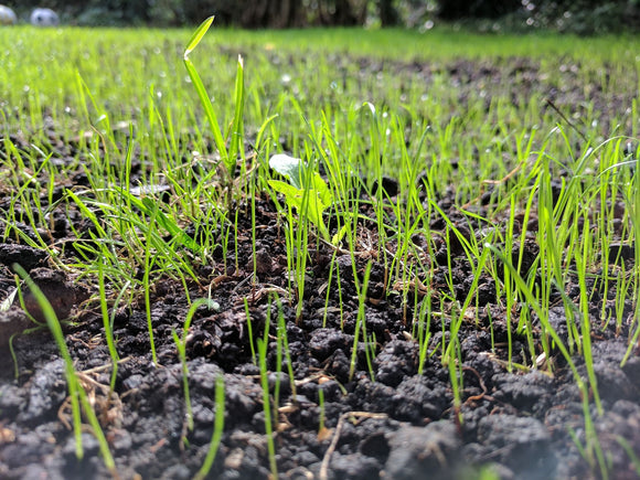 Grass/Lawn Seed