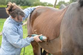 Equine Clipping