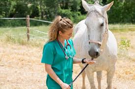 Veterinary (Equine)