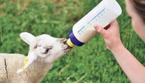 Sheep Feeding Supplies