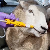 Drenches – Eurofarm & Garden Supplies ltd