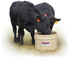 Cattle Supplements