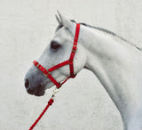Economy Webbing Full Size Headcollar [20070]