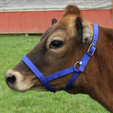 Blue nylon cow halter [003121106306]