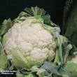 Cauliflower All The Year Round Seed Mix [131G158489]