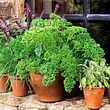 Herbs Parsley Moss Curled 2 Seed Mix [131G165200]