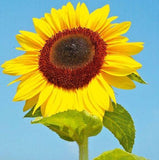 Sutton Titan Sunflower Seed Mix[131G133164