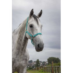 NORTON - Double Thickness - Nylon Headcollar -  Cob Size [37510040]