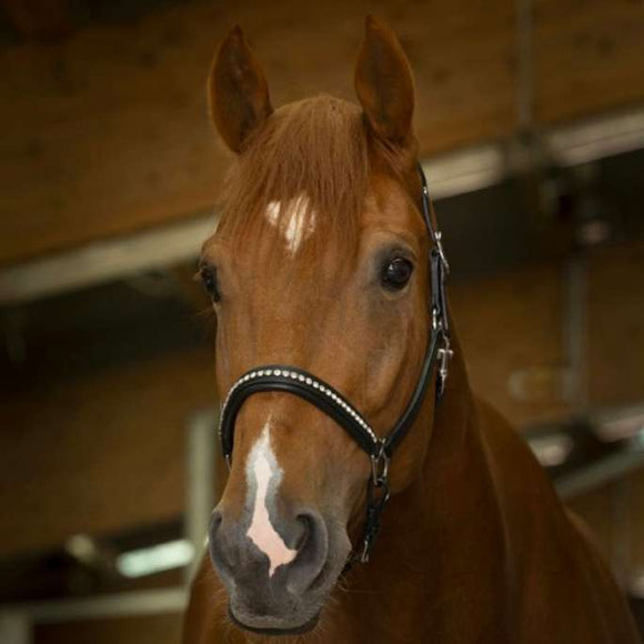 Norton Pro Leather Strass Headcollar[37510297]