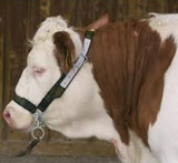 Nylon Cow Halter [00312110]