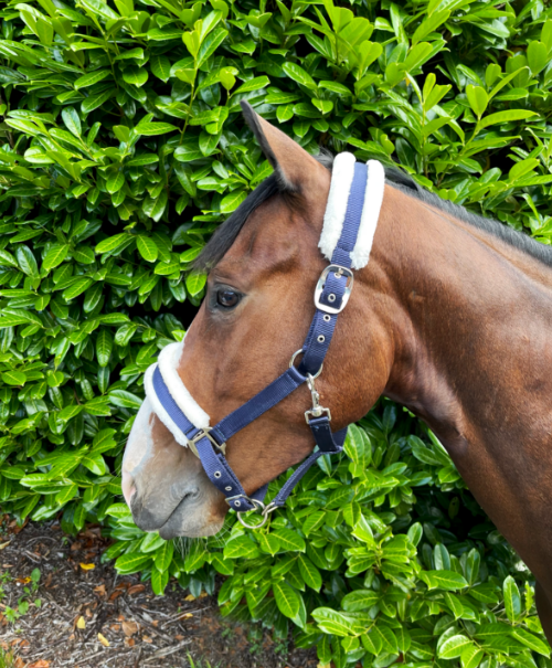 Puissance Nylon Headcollar With Fur [166NH2]