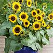 Sunflower Woah Seed Mix [131G133206]
