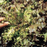 Suttons Lettuce Red Salad Bowl [131g168407]