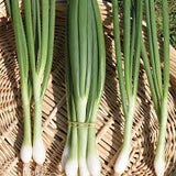 Suttons Spring Onion White Lisbon[131g173411]