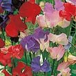 Sweet Pea Old Fashioned Scented Seed Mix [131G134254]