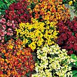 Wallflower Persian Carpet Seed Mix [131G138228]