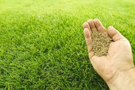 1kg Lawn Seed