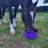 Equine Flexi Licks [259dkbloc007]