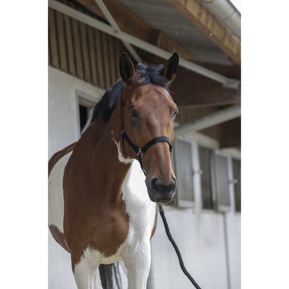 RIDING WORLD “Club” Shetland Headcollar [03751011]