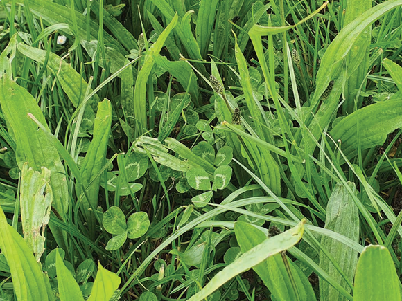 Multi Species 6 Seed Grass Acre Bag [056multi6]