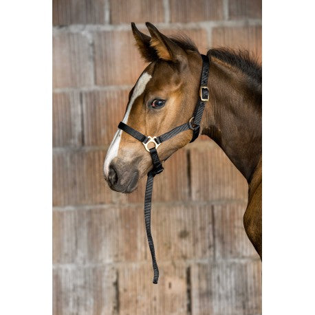 Norton Foal Headcollar And Lead [0375100380]