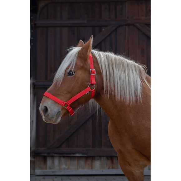 Norton Pro Draught Headcollar[037510194]