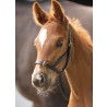 Blenheim Leather Foal Slip [2024159]