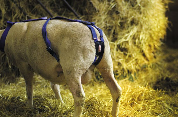 Prolapse Nylon Harness For Sheep + Ewespoon [ 003101110002